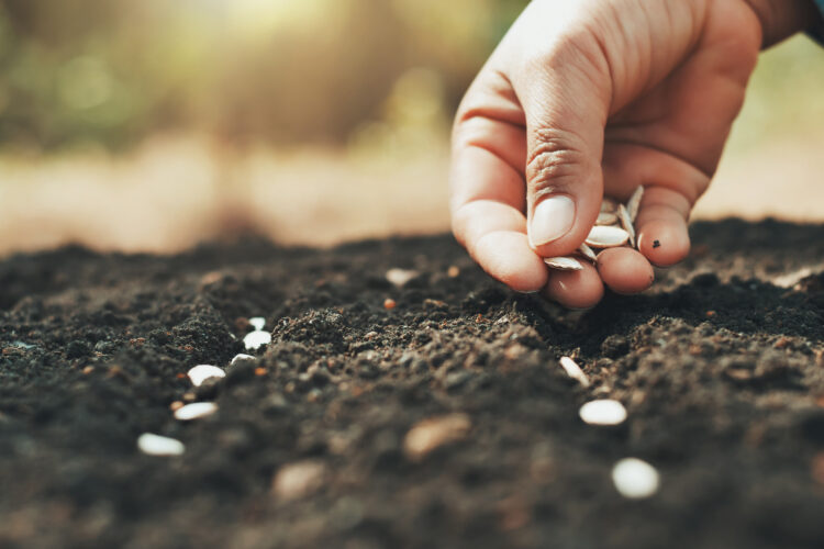 Saving Vegetable Seeds: What You Need to Know